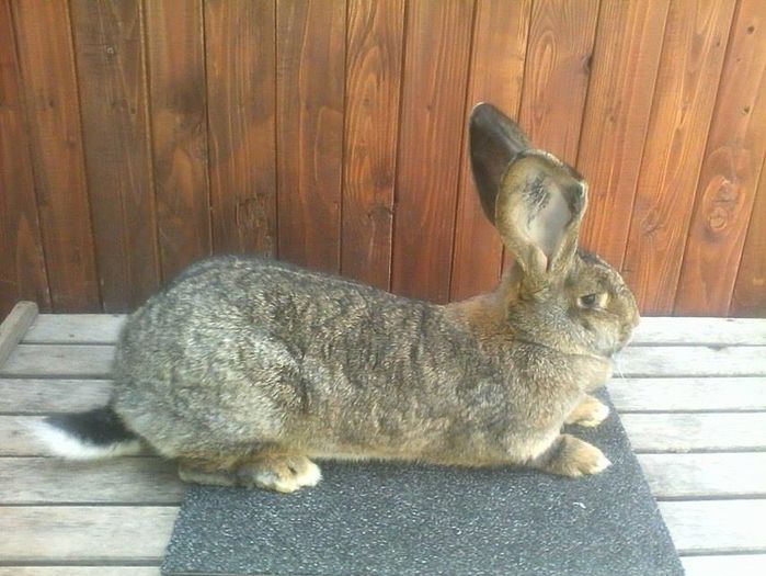 12884348_945020102240734_2016715892_n