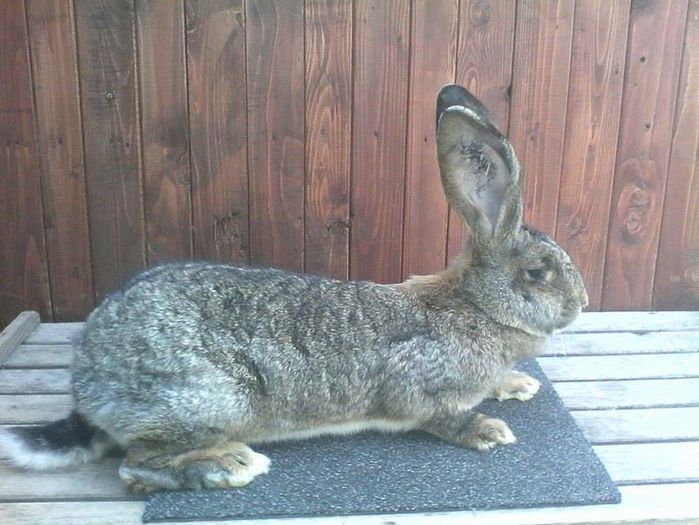 12884507_945020078907403_1626261965_n