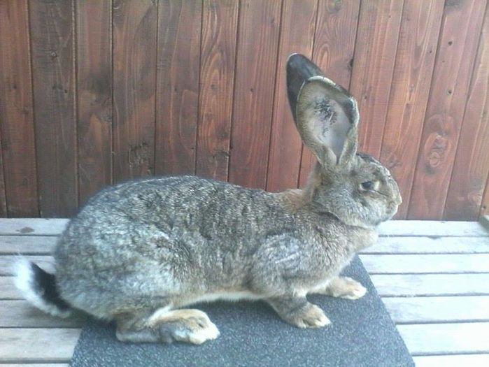 12910056_945020065574071_588753145_n