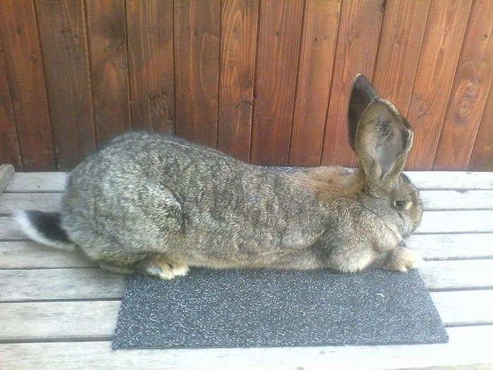 12910793_945020105574067_500716357_n