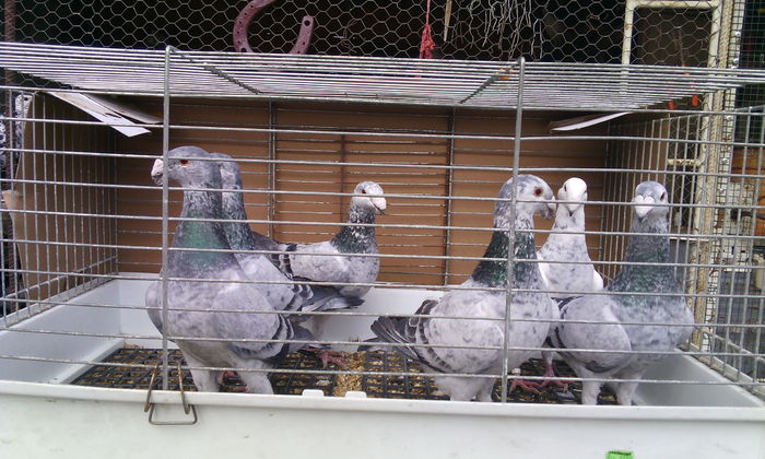 Copy of IMG_20160327_143110