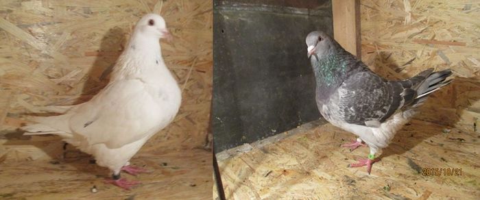 perechea 10 pentru 2017