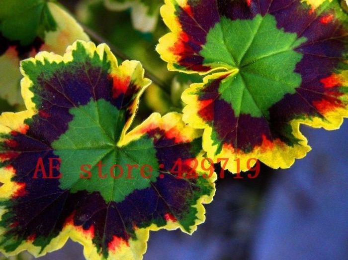 Rare Japan Geranium 2ron/buc - AAA DE VANZARE SEMINTE FLORI RARE o noua transa