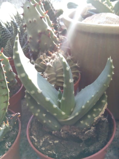 Aloe sinkatana