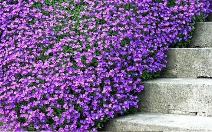 Purple Rock Cress Aubrieta 0,5 ron/buc