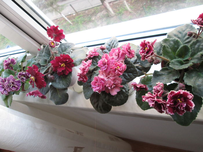 IMG_4689 - GRUP VIOLETE