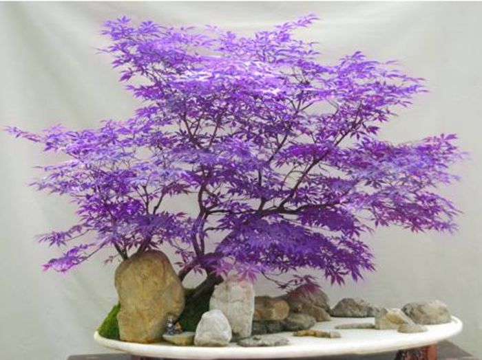 Rare Purple Maple Bonsai 2,5 ron/buc - AAA DE VANZARE SEMINTE FLORI RARE o noua transa