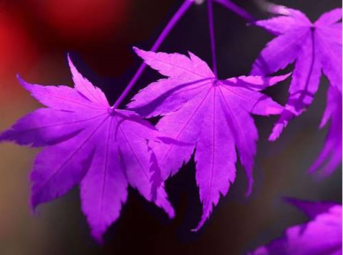 Rare Purple Maple Bonsai 2,5 ron/buc - AAA DE VANZARE SEMINTE FLORI RARE o noua transa