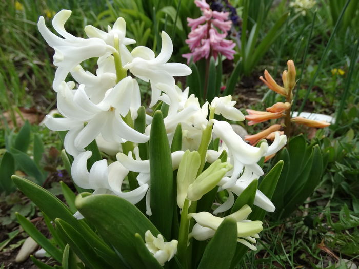 pacat ca nu e soare si cald