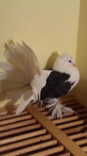 Vandut
