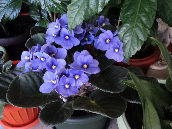 DSC09374 - De prin ghivece