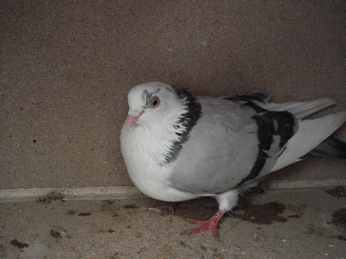 DSC04085 - Albumul Cu Litera E