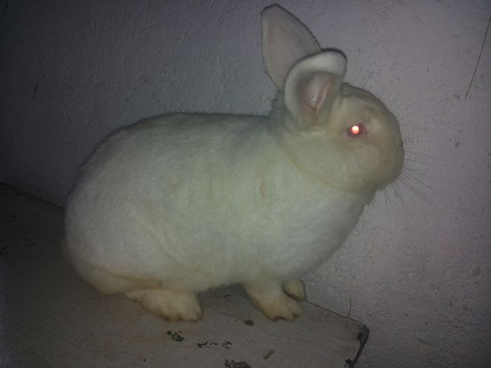 20160327_170952 - femela 1