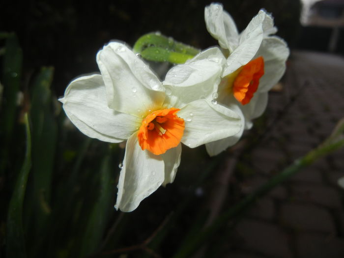 Narcissus Geranium (2016, March 22)