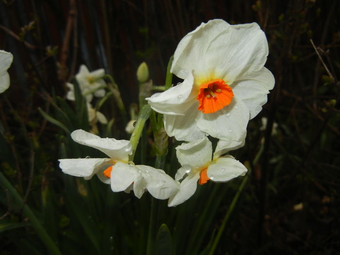 Narcissus Geranium (2016, March 22)
