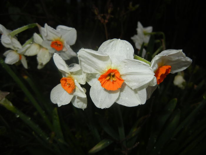 Narcissus Geranium (2016, March 22)
