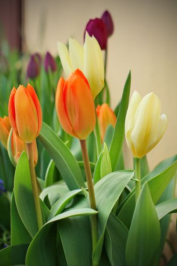 Orange Emperor si Purissima - Fosteriana Tulips