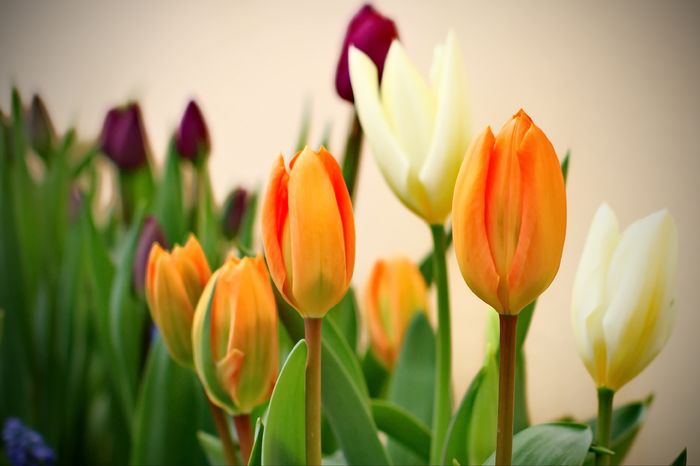 Orange Emperor si Purissima - Fosteriana Tulips; Orange Emperor cu Purissima si Purple Prince in fundal
