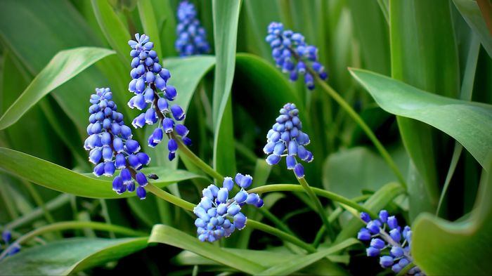 Muscari Armeniacum - 2016 martie