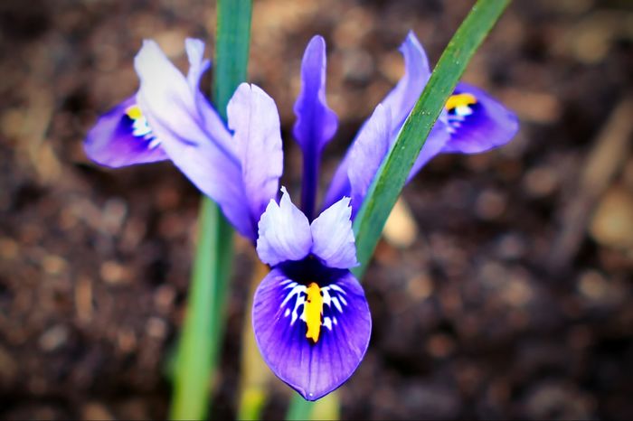 Iris Reticulata Harmony - 2016 martie