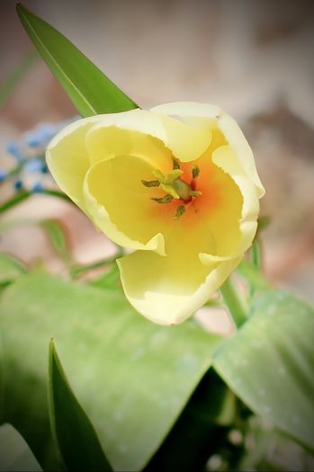 Purissima - Fosteriana Tulips - 2016 martie