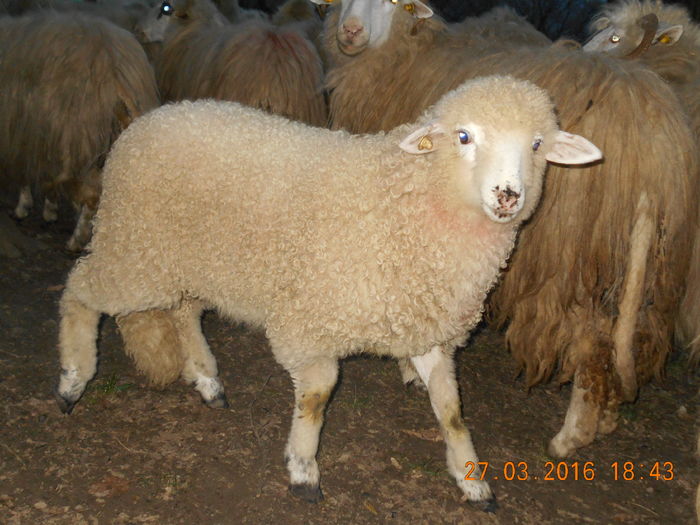 Picture 097 - Productia De Miei 2016