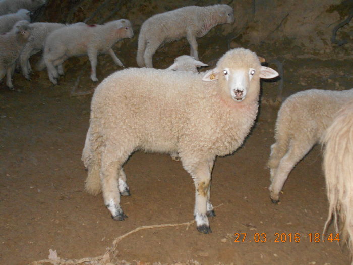 Picture 100 - Productia De Miei 2016