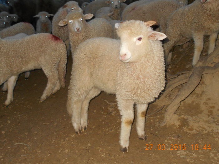 Picture 102 - Productia De Miei 2016