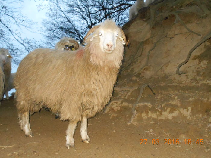 Picture 106 - Productia De Miei 2016