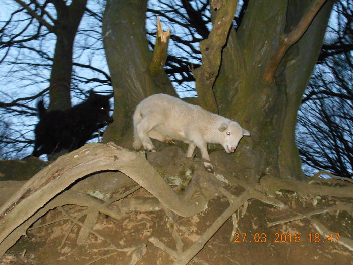 Picture 111 - Productia De Miei 2016