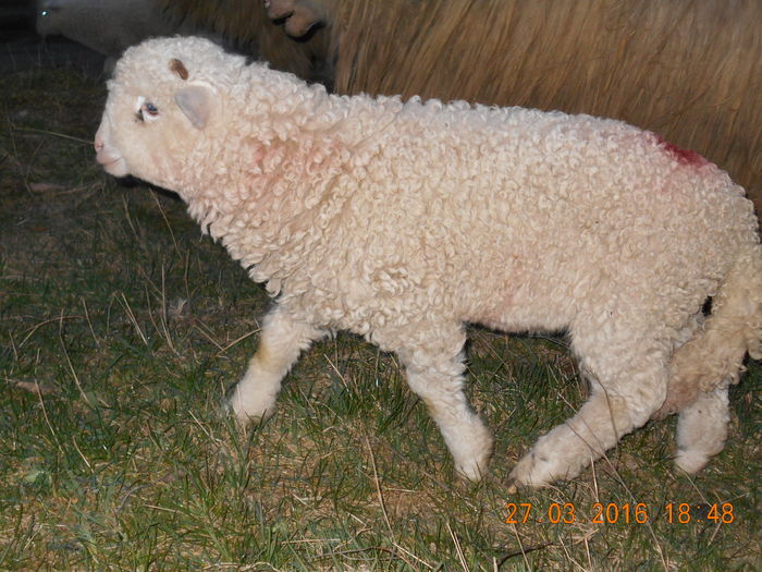 Picture 114 - Productia De Miei 2016