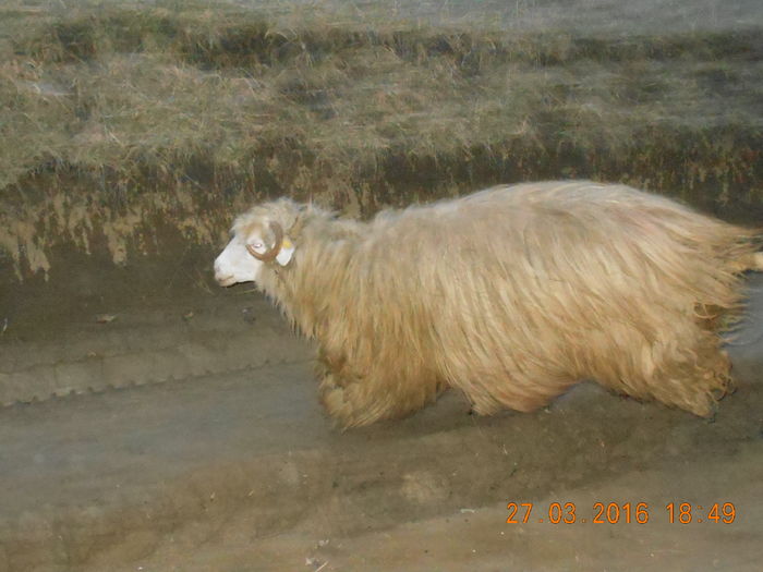 Picture 115 - Productia De Miei 2016