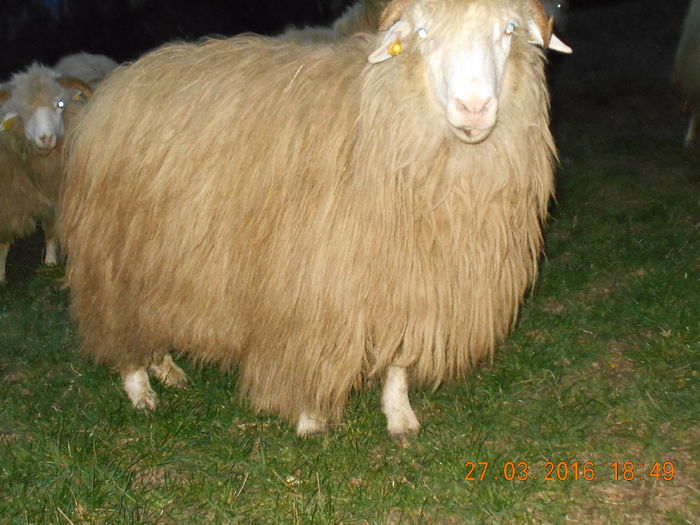 Picture 116 - Productia De Miei 2016