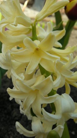 hyacinth yellow