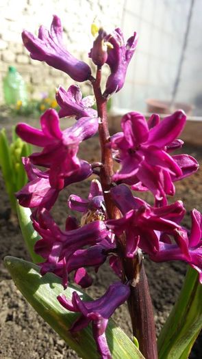 hyacinth - Zambile WOODSTOCK