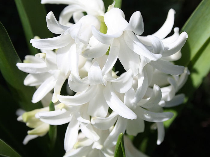 White-Hyacinth - Zambile WHITE