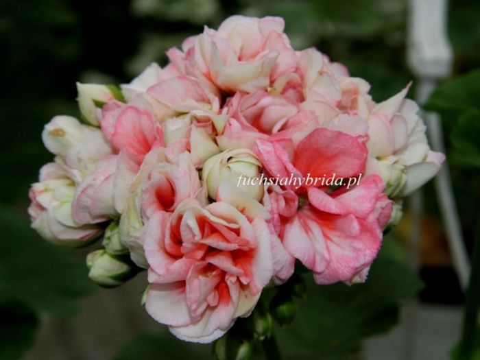 pelargonia_denise1