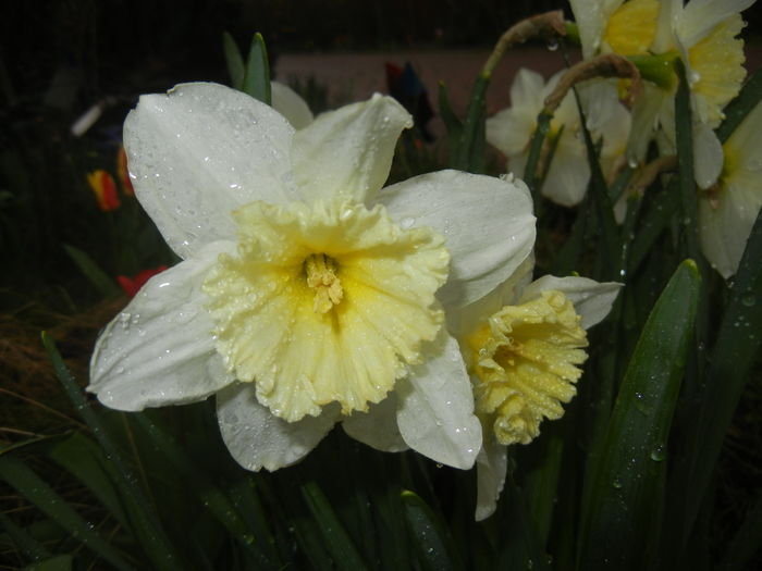 Narcissus Ice Follies (2016, March 22)