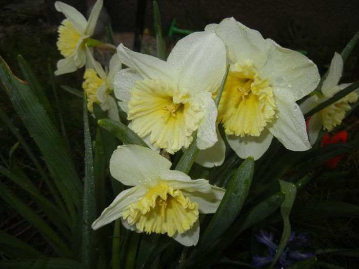 Narcissus Ice Follies (2016, March 22)