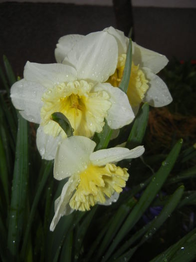 Narcissus Ice Follies (2016, March 22)