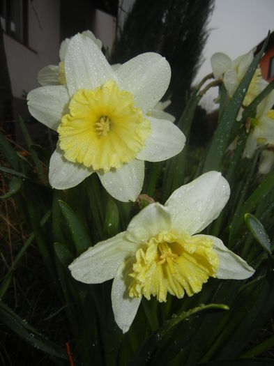 Narcissus Ice Follies (2016, March 22)