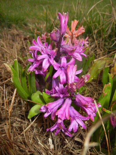 Hyacinth Purple Sensation (2016, Mar.22)