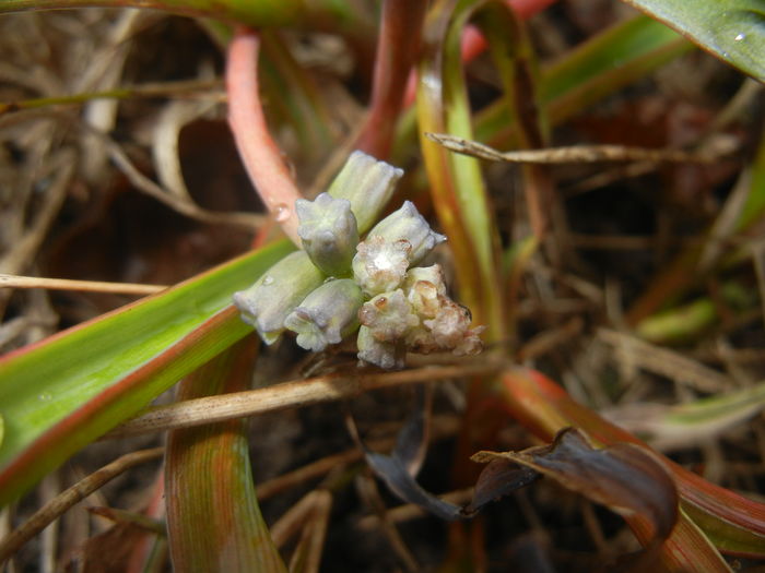 Muscari Golden Fragrance (2016, Mar.22)