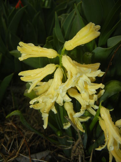 Hyacinth Yellow Queen (2016, March 22)