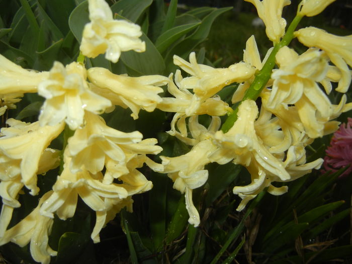 Hyacinth Yellow Queen (2016, March 22) - Hyacinth Yellow Queen