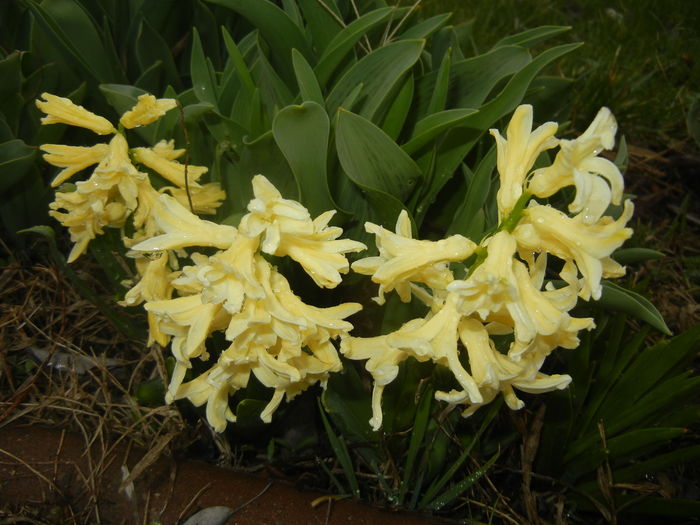 Hyacinth Yellow Queen (2016, March 22)