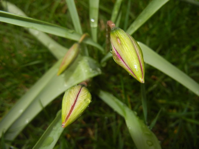 Tulipa Persian Pearl (2016, March 22) Tulipa Persian Pearl (2016, March 22)