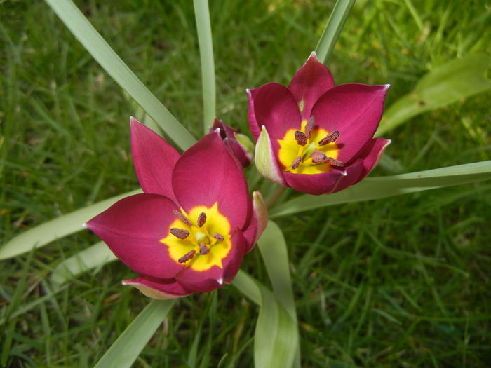 Tulipa Persian Pearl (2016, March 27)