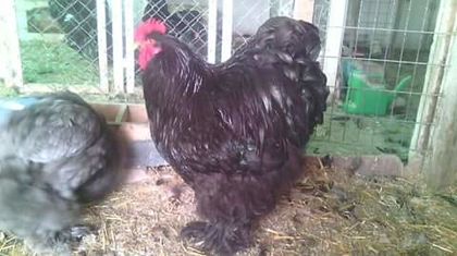 FB_IMG_1459150571264