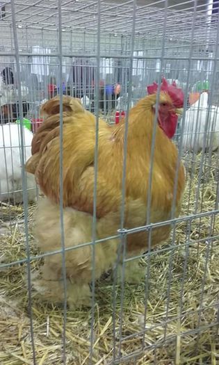 FB_IMG_1459150762652